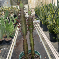 Potted cactus held by a hand in a greenhouse setting with other plants.