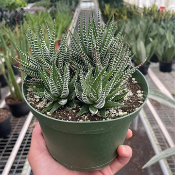 Potted succulent plant held by a hand in a greenhouse setting from House of Agave.