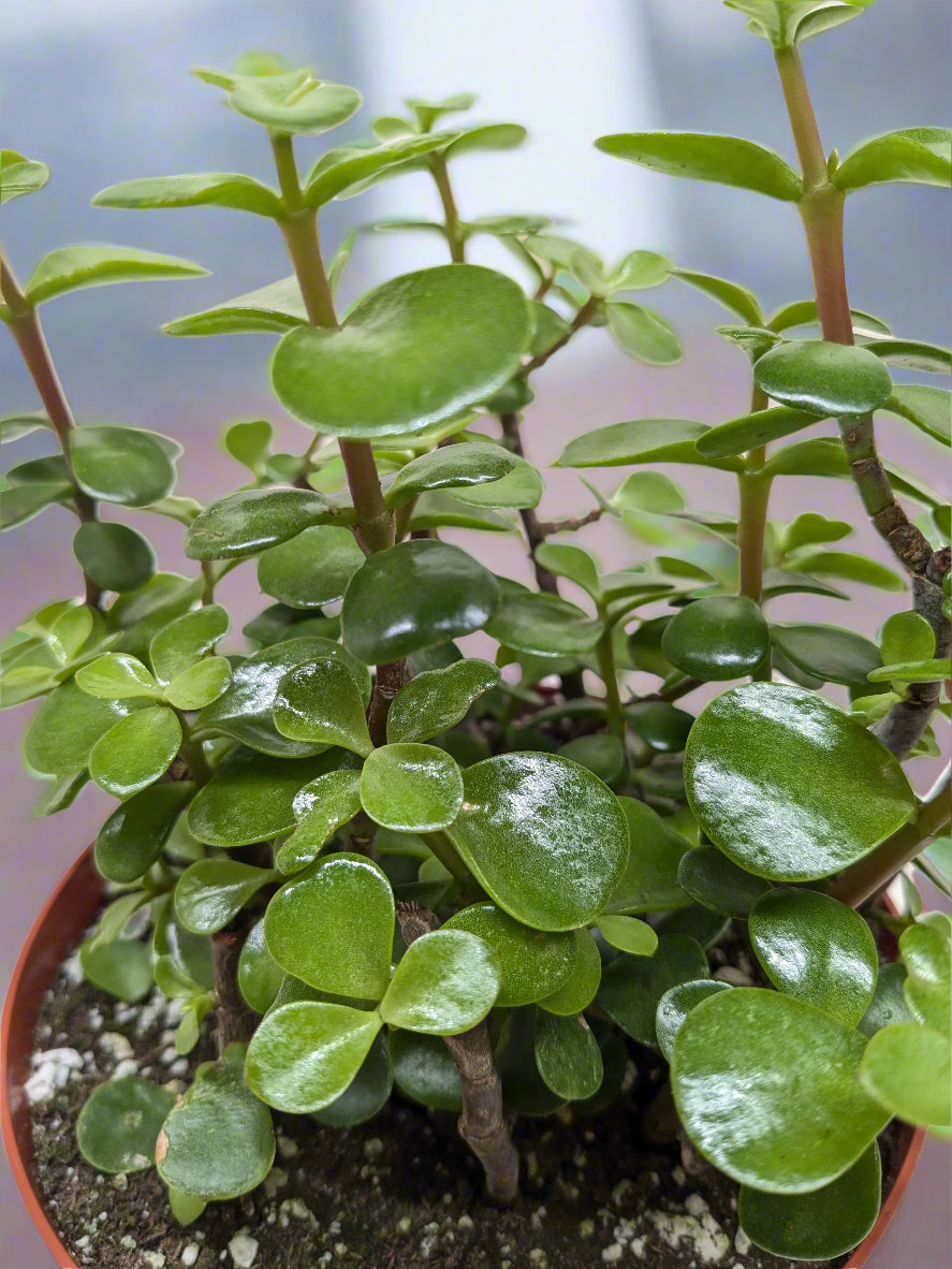 Close-up of a potted plant with green leaves