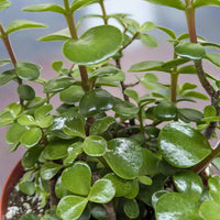 Close-up of a potted plant with green leaves