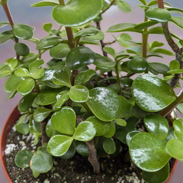 Close-up of a potted plant with green leaves from House of Agave.