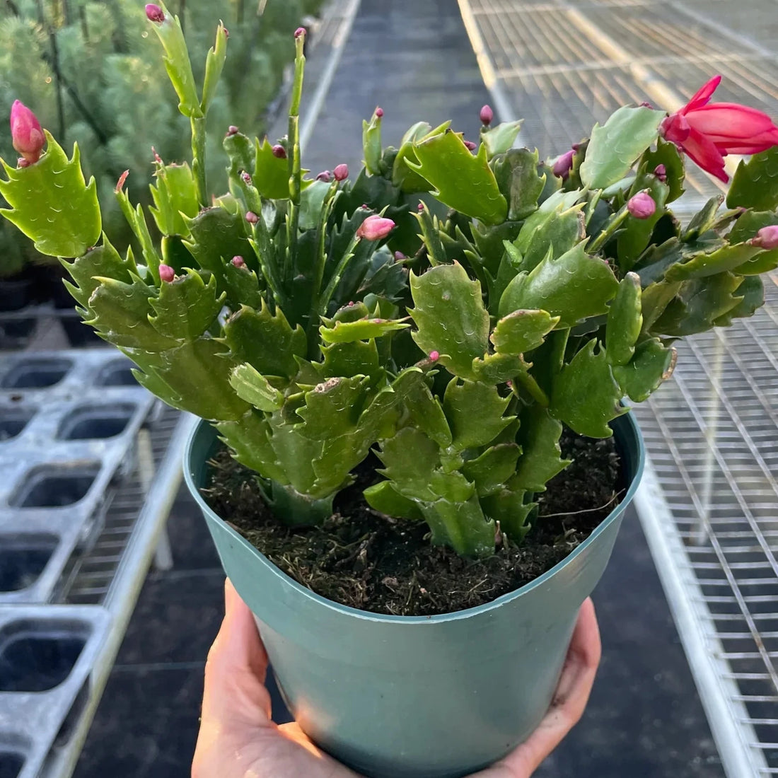 Hand holding a potted Christmas cactus with pink flowers in a greenhouse from House of Agave.
