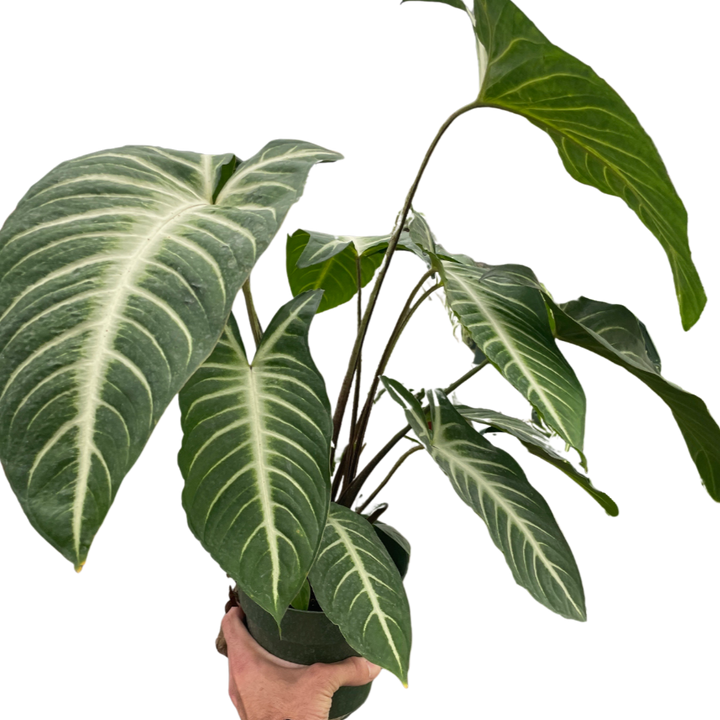 Hand holding a potted plant with large green leaves on a white background