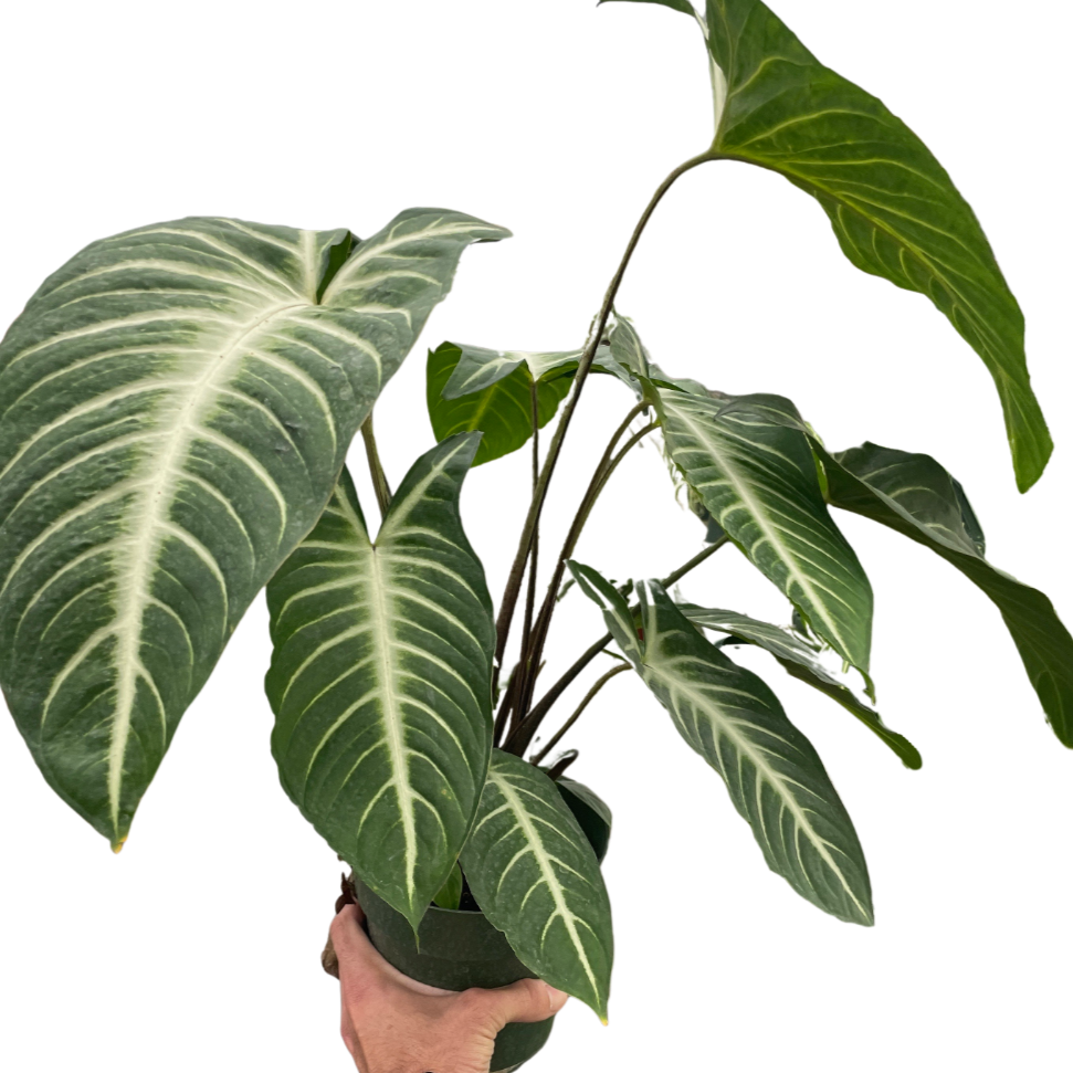 Hand holding a potted plant with large green leaves on a white background