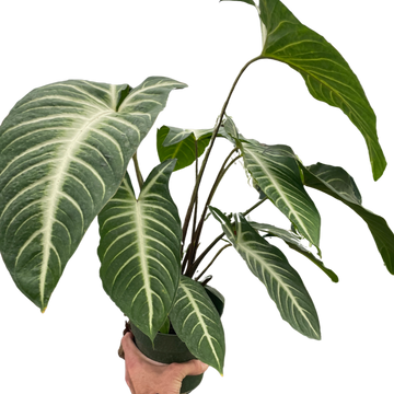 Hand holding a potted plant with large green leaves on a white background