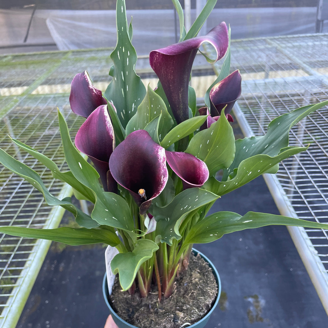 Potted plant with purple calla lilies held by a hand at House of Agave. 