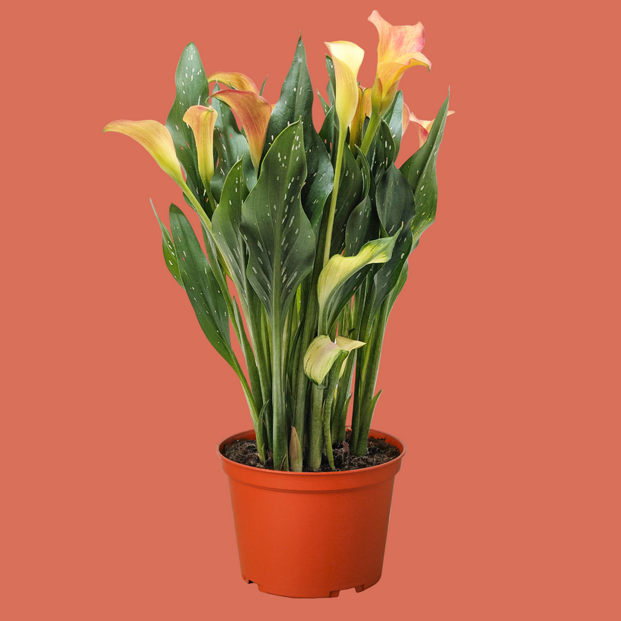 Potted plant with orange and yellow flowers on a white background