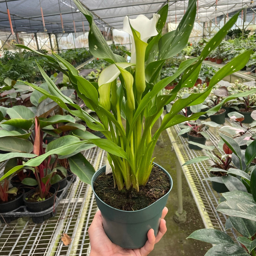 Potted plant held by a hand in a greenhouse setting