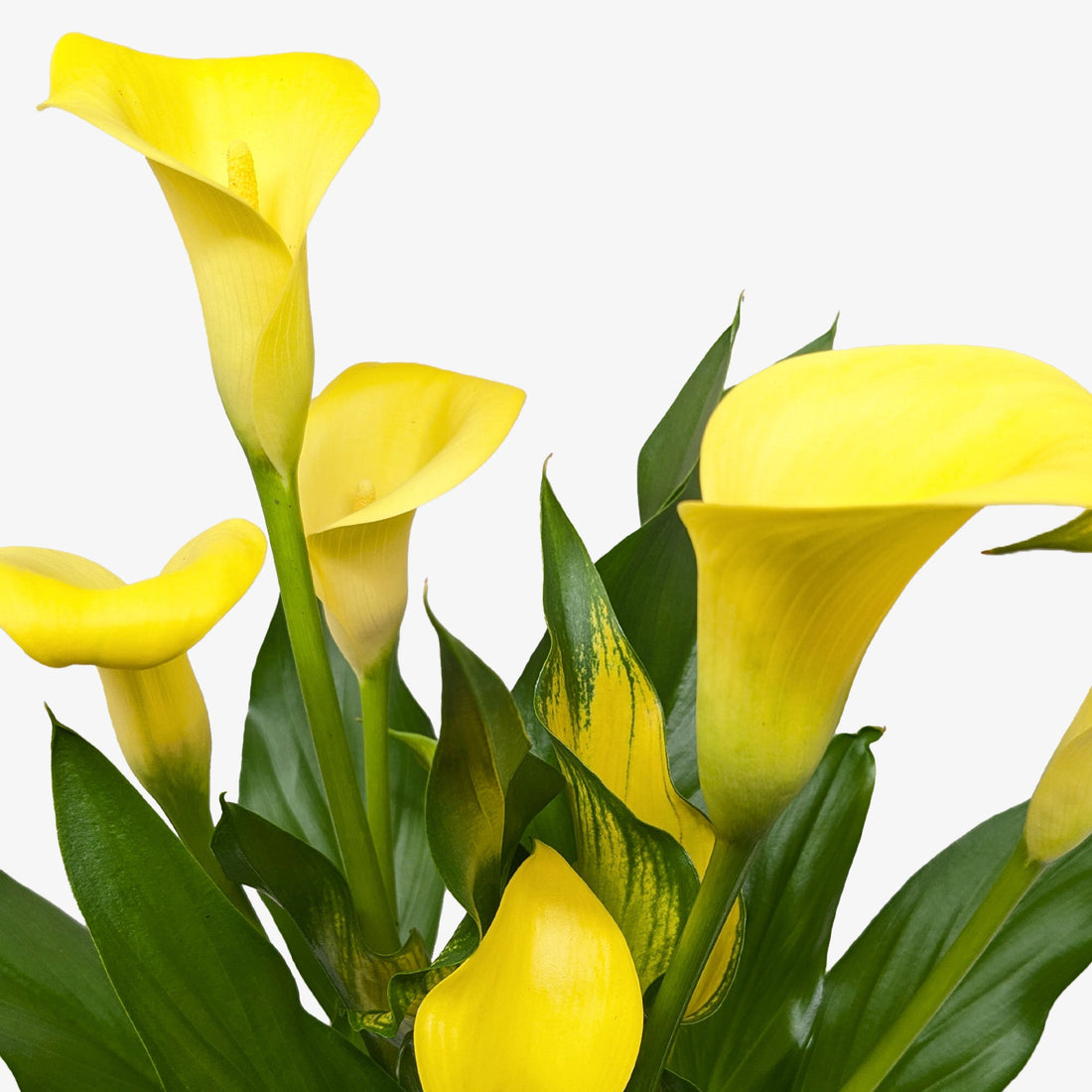 Zantedeschia aethiopica &