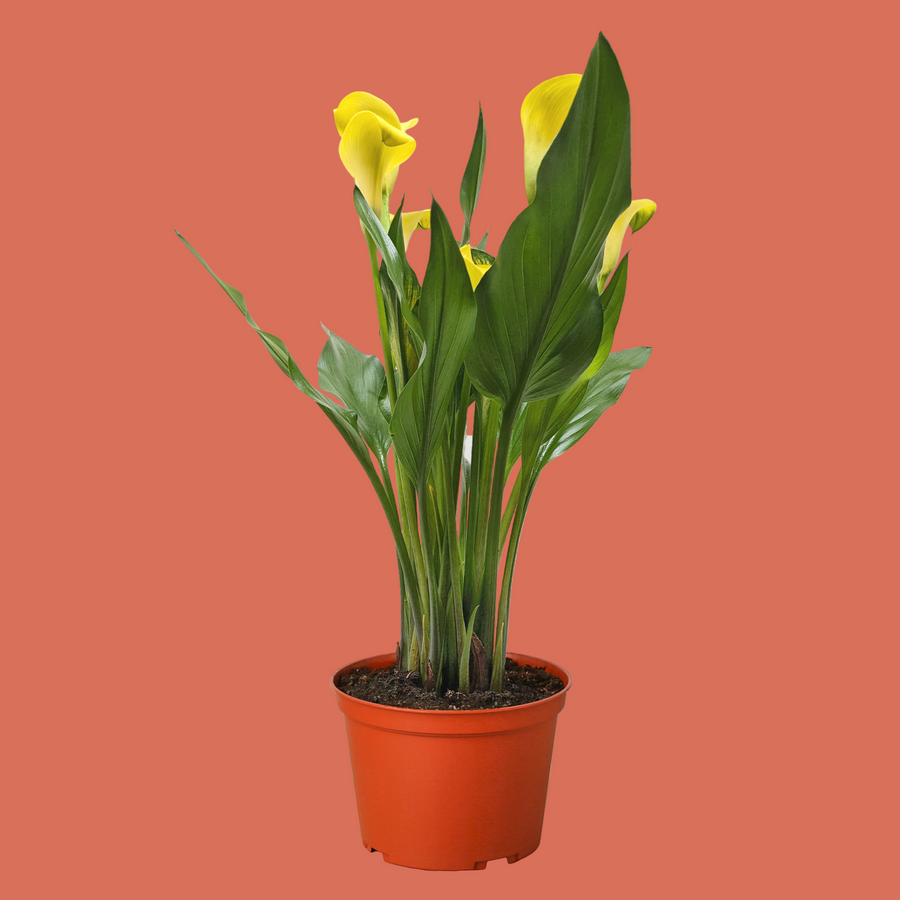Potted plant with yellow flowers and green leaves on a terracotta background