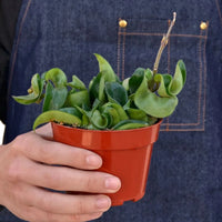 Person holding a small potted plant wearing a denim apron from House of Agave.