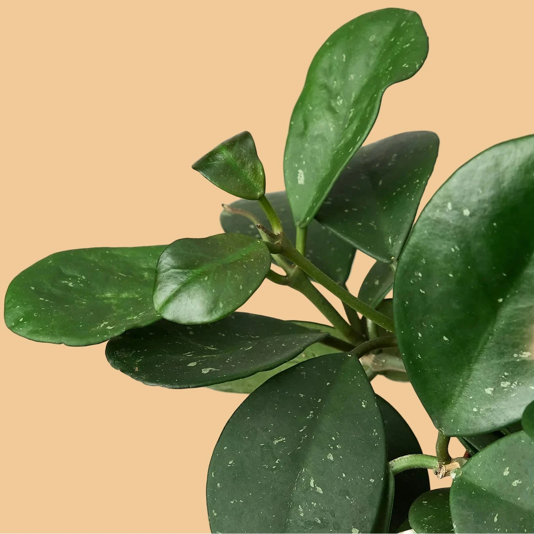 Close-up of green leaves of a Hoya obovata on a peach background from House of Agave.