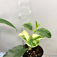 Potted plant with a decorative acrylic spiral stake on a light gray background from House of Agave.