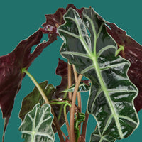 Close-up of a plant with dark green and maroon leaves on a green background from House of Agave.