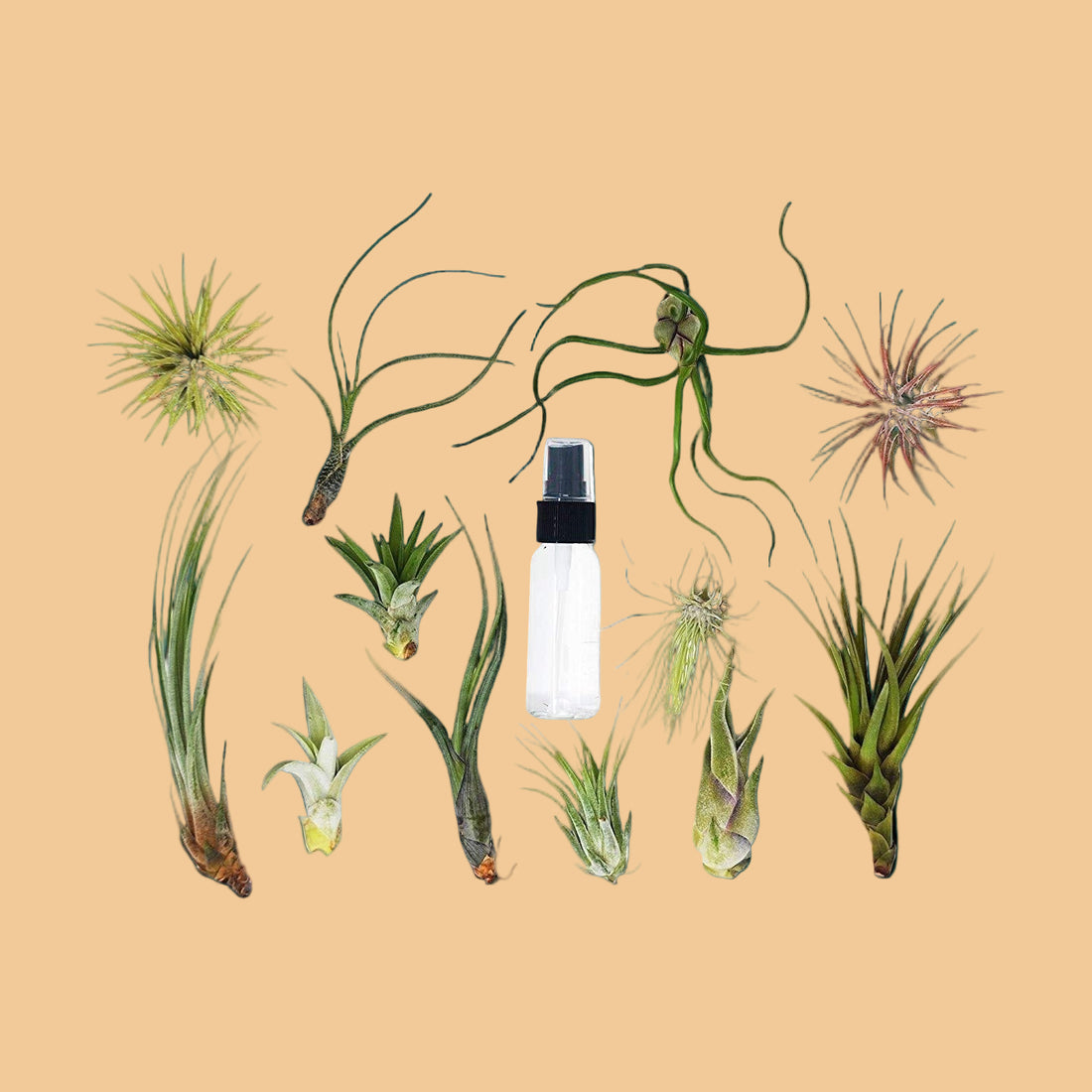Tillandsia Air Plant Variety w/ Spray - 6 Pack - House Plant Shop