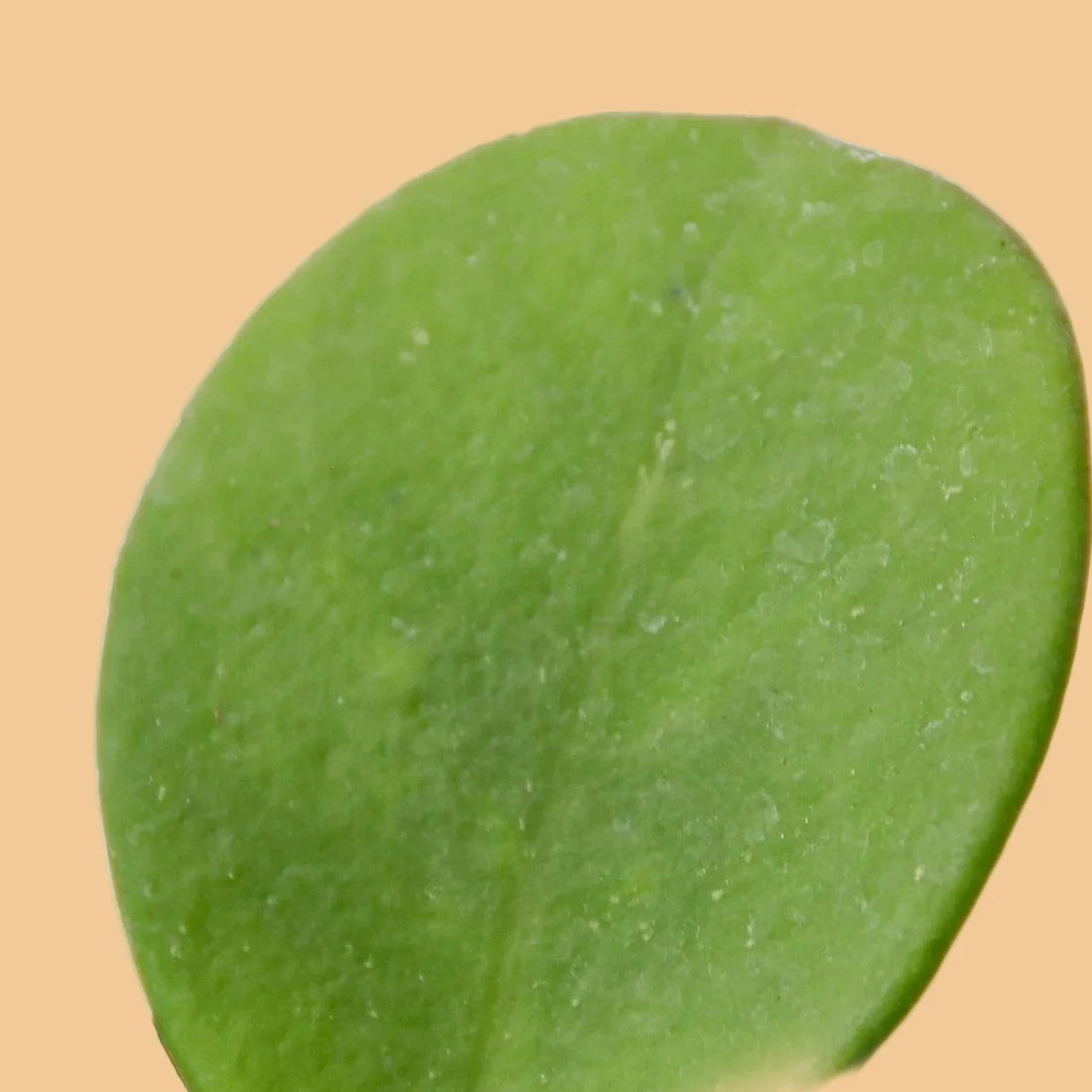 Close-up of a green leaf with a peach background from House of Agave.