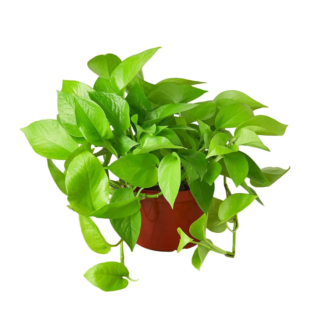 Potted green plant on a white background
