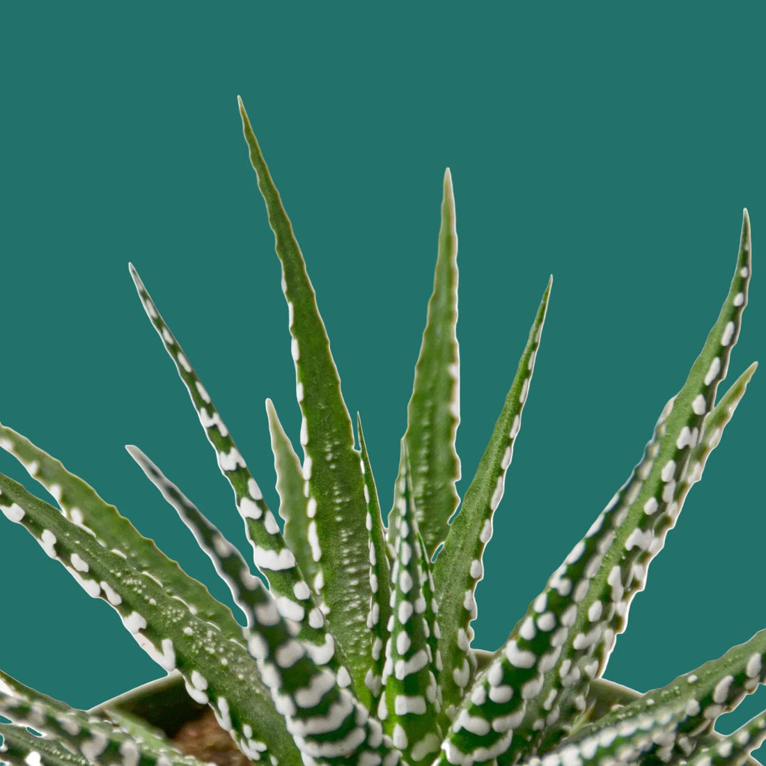 Close-up of a green aloe vera plant with white spots on a green background from House of Agave.