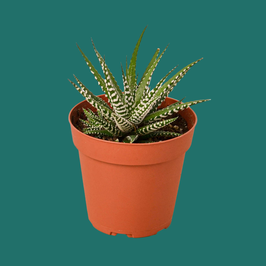 Potted plant with striped leaves in an orange pot on a green background from House of Agave.