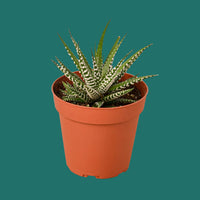 Potted plant with striped leaves in an orange pot on a green background from House of Agave.