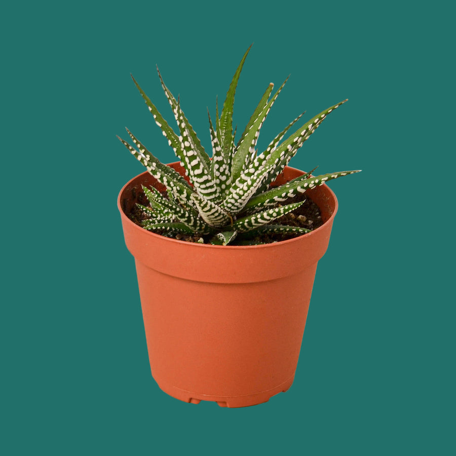 Potted plant with striped leaves in an orange pot on a green background from House of Agave.