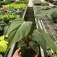 Hand holding a potted plant in a greenhouse with rows of plants from House of Agave.