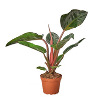 Potted plant with green leaves and red stems on a white background