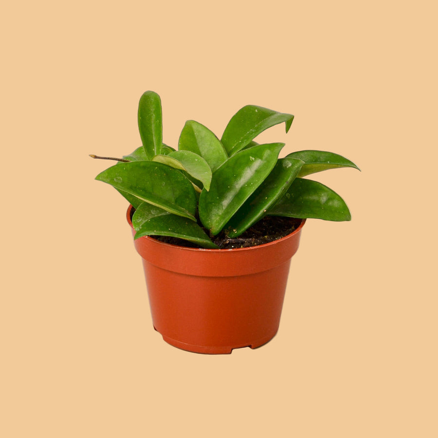 Potted plant with green leaves on a peach background by House of Agave.