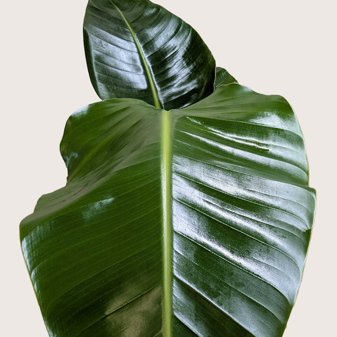 Strelitzia nicolai &