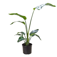 Strelitzia nicolai 'White Bird of Paradise'