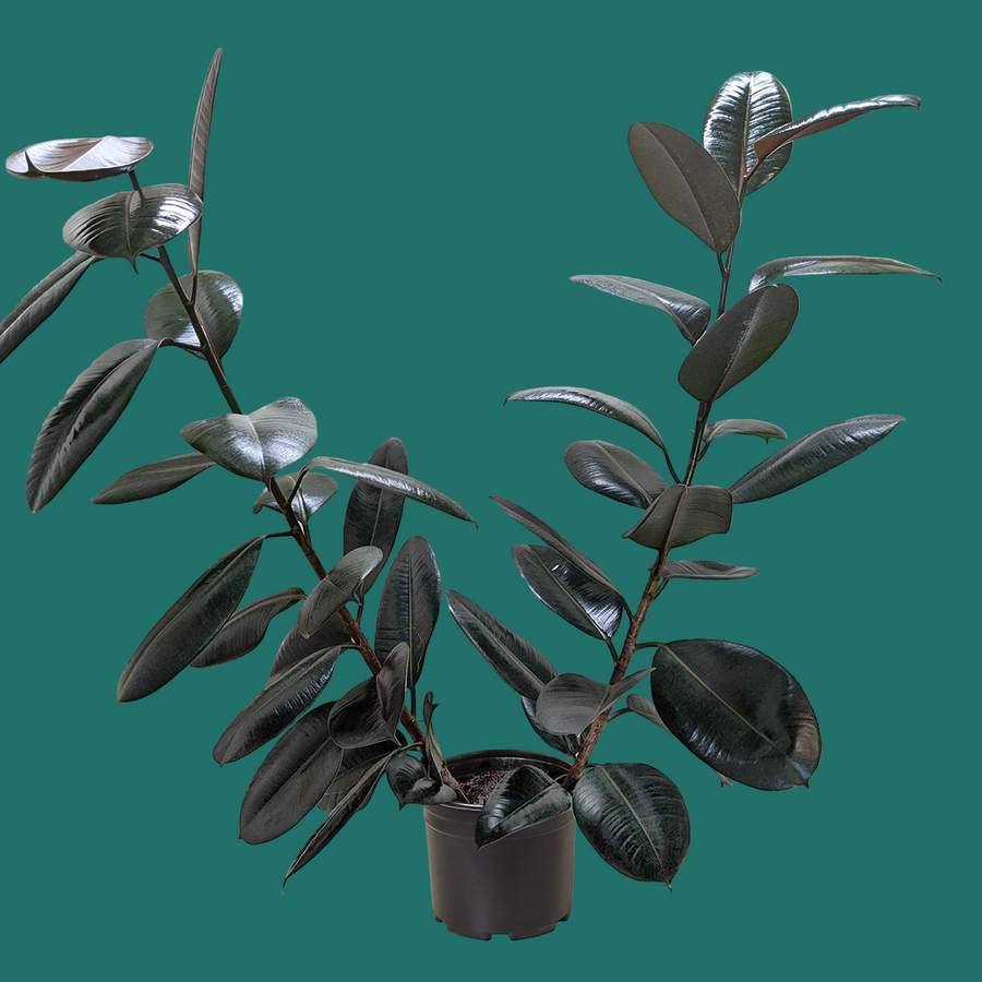 Potted plant with dark green leaves on a green background from House of Agave.