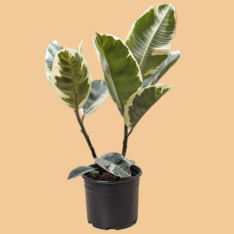 Potted plant with green leaves on a peach background from House of Agave.