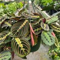 Maranta 'Red Prayer'