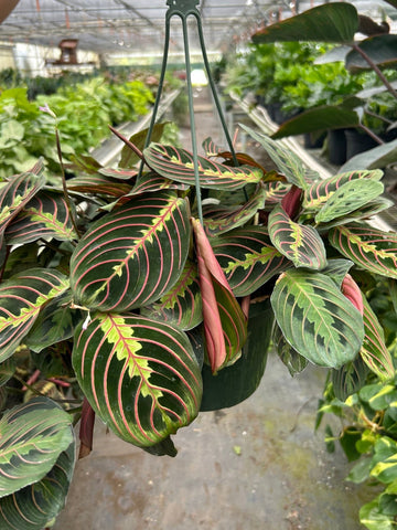 Maranta 'Red Prayer'