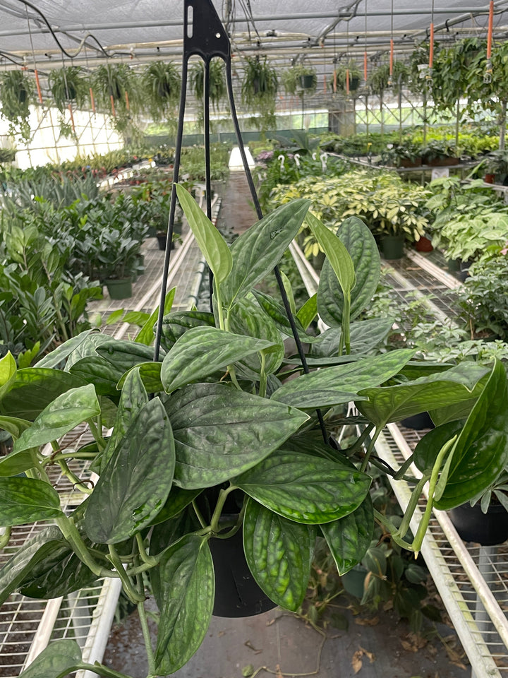 Hanging plant in a greenhouse with other plants and structures in the background