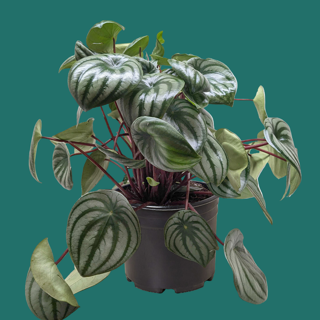 Potted plant with green leaves on a green background from House of Agave.