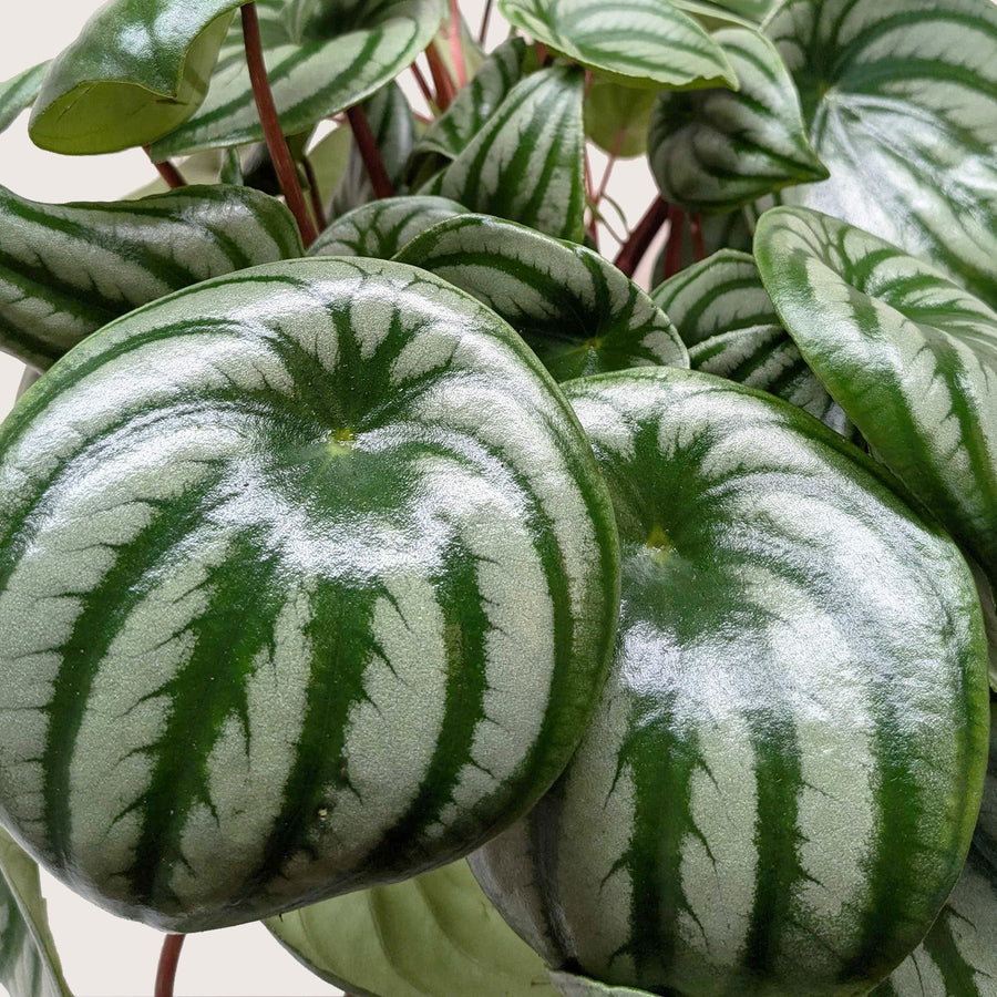 Close-up of a green and white striped peperomia plant from House of Agave.