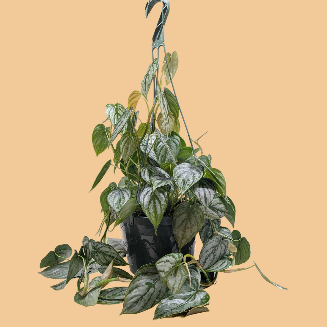 Hanging potted plant with green leaves on a peach background by House of Agave.
