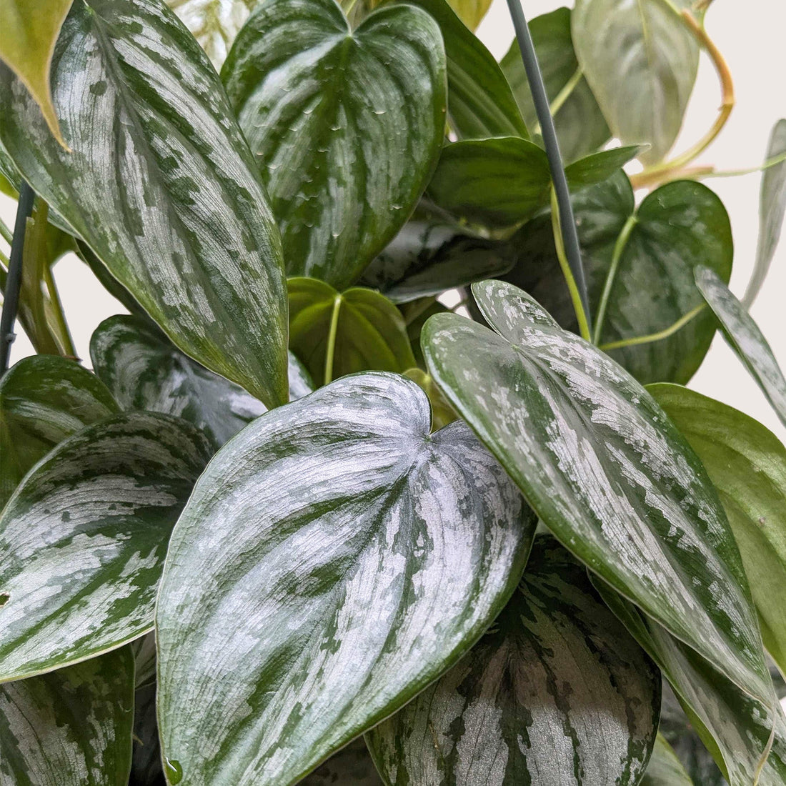 Close-up of a green and silver patterned leaf plant at House of Agave.