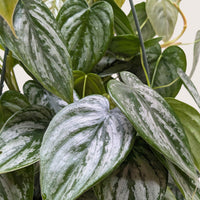 Close-up of a green and silver patterned leaf plant at House of Agave.