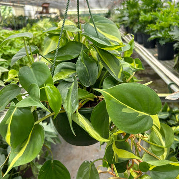 Hanging green plant with yellow edges in a greenhouse setting