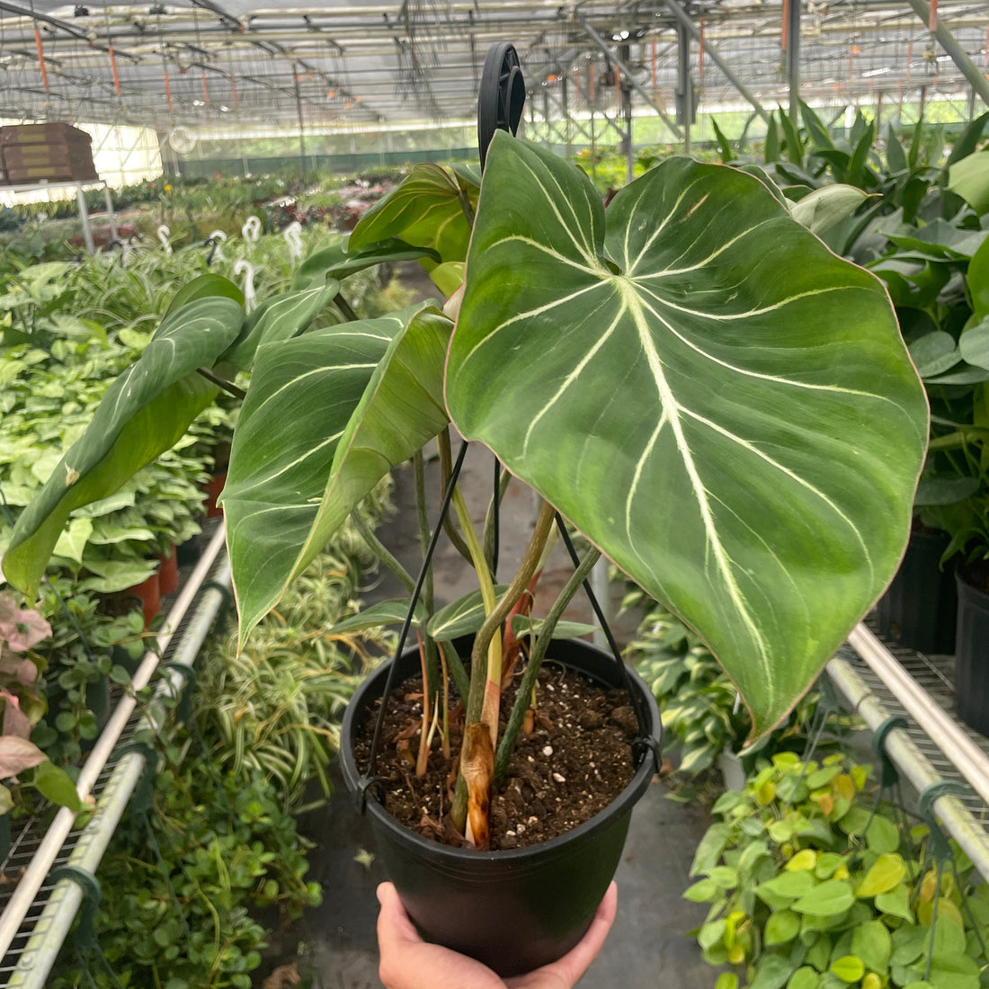 Philodendron &