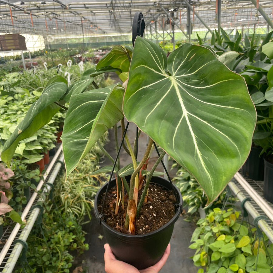 Philodendron 'Gloriosum'