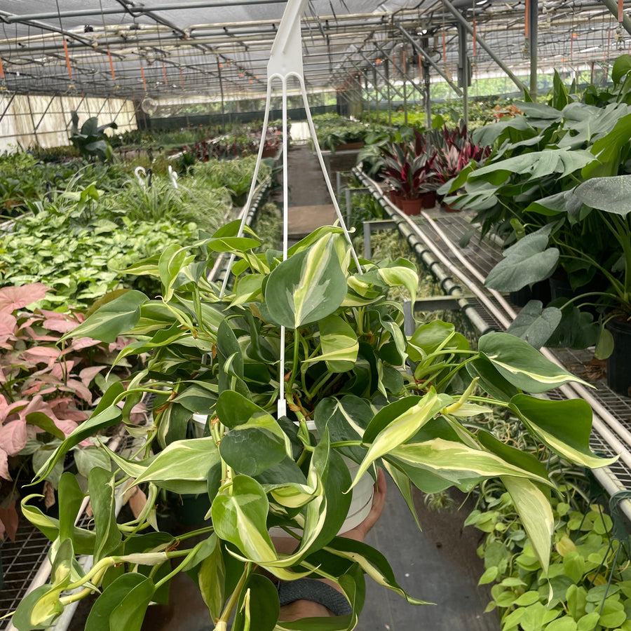 Hanging plant in a greenhouse setting at House of Agave.