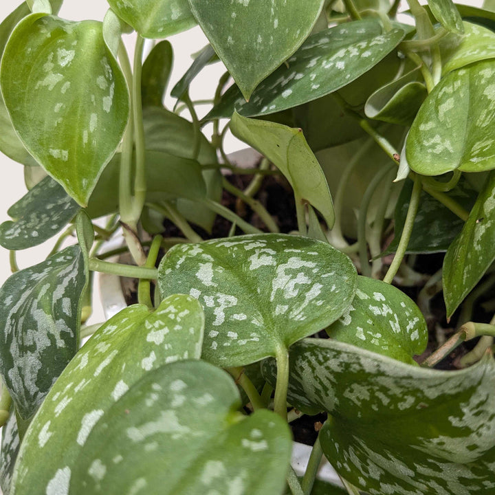 Close-up of a green leafy plant with white spots from House of Agave.