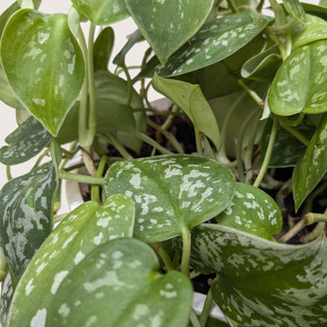 Close-up of a green leafy plant with white spots from House of Agave.