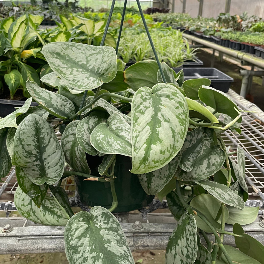 Hanging potted plant in a greenhouse setting with other plants in the background from House of Agave.