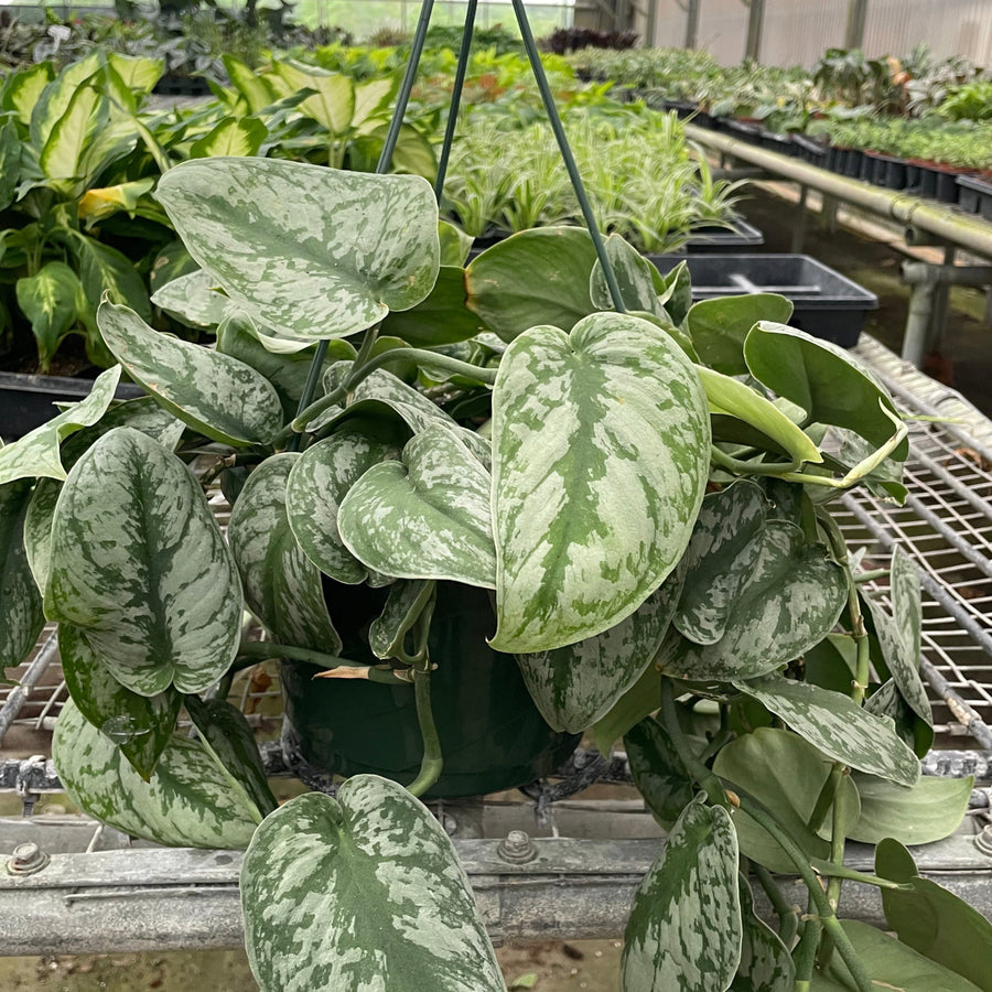 Hanging potted plant in a greenhouse setting with other plants in the background from House of Agave.