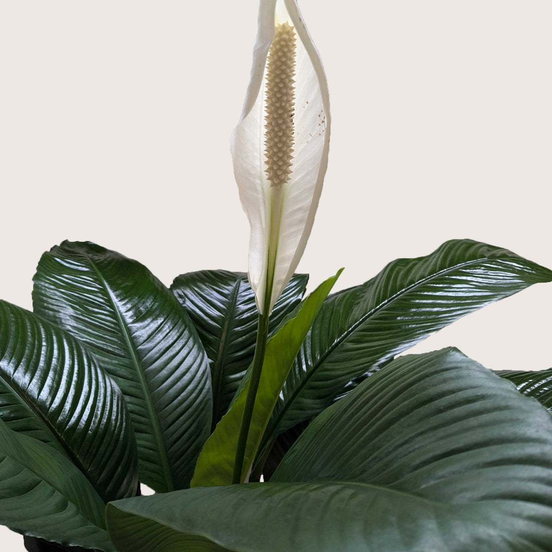 Spathiphyllum &