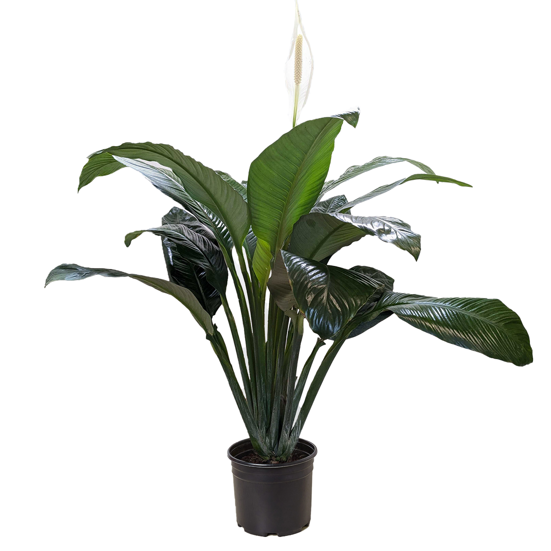 Spathiphyllum &
